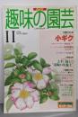 NHK　趣味の園芸　1996年11月号 : 小ギク