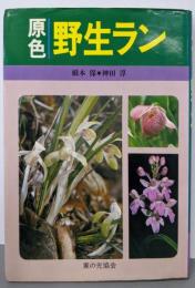 原色野生ラン