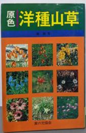 原色洋種山草