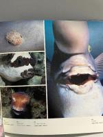 図録 中村征夫写真展 海中2万7000時間の旅 2006 東京都歴史文化財団