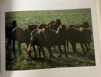 図録 写真集 仏教シルクロード 遥かなる2500年の旅 吉岡栄二郎 1987 聖教新聞社