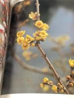 入江泰吉写真全集〈4〉里の花と懐石 集英社