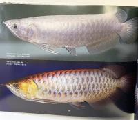 【中国書 】『INDO DRAGON7』龍湖集團控股有限公司 （DVD付）