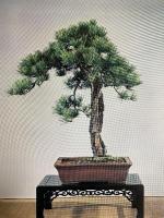 国風盆栽展 第46回 記念帖 社団法人日本盆栽協会 昭和47年