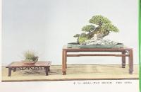 国風盆栽展 第46回 記念帖 社団法人日本盆栽協会 昭和47年