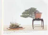 国風盆栽展 第55回 社団法人日本盆栽協会 昭和56年