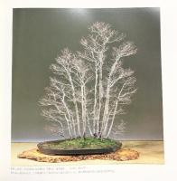 国風盆栽展 第55回 社団法人日本盆栽協会 昭和56年