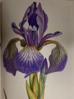 図録 500年の大系 植物画世界の至宝展 2005 植物画世界の至宝展実行委員