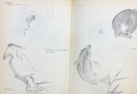 【図録】竹内栖鳳の画手本 解説：下田義寛 他 株式会社グラフィック社 1978年