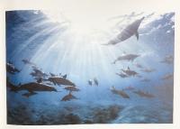 【図録】これが君の声 青の歌 岡田裕介 2022年