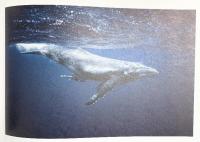 【図録】これが君の声 青の歌 岡田裕介 2022年