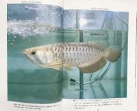 アジアアロワナ-熱帯雨林の神秘-株式会社鳴美 1996年