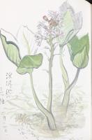 【図録】京都 野の花 道の花 葛原輝 中日新聞東京本社 東京新聞出版局 昭和50年