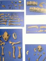 図録 UNEARTHED CITIES 掘り出された都市 江戸・長崎・アムステルダム・ロンドン・ニューヨーク 1996 東京都歴史文化財団 朝日新聞社