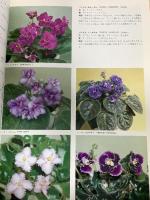 セントポーリア カラー銘館 主婦の友デラックスシリーズ 主婦の友社 川上敏子