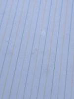 ミッツ　ヴァージニア・ウルフのマーモセット