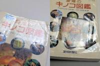愛媛のキノコ図鑑