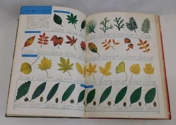 植物図鑑(谷善次) / 古本、中古本、古書籍の通販は「日本の