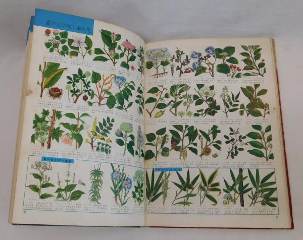 植物図鑑(谷善次) / 古本、中古本、古書籍の通販は「日本の