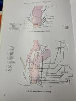 消化器外科手術のための解剖学 -小腸・大腸,肛門部疾患,肝臓・胆嚢・胆道系,膵臓・脾臓 メジカルビュー社 正紀, 松野