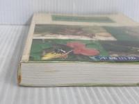 沖縄の身近な昆虫図鑑: 写真で見る虫たちの世界 沖縄出版 上杉 兼司