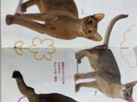※イタミ有。世界の猫図鑑人気猫種ベスト48 新星出版社 佐藤弥生