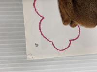 ※イタミ有。世界の猫図鑑人気猫種ベスト48 新星出版社 佐藤弥生