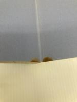 スグに役立つ料理のフランス語 柴田書店 緑川 廣親