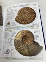 Handbooks: Fossils: The Clearest Recognition Guide Available (DK Smithsonian Handbook) DK Ward, David