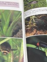 ※イタミ有 水辺の昆虫 (ヤマケイポケットガイド) (ヤマケイポケットガイド 18) 山と溪谷社 今森 光彦