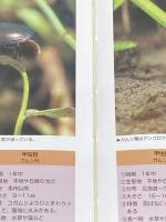 ※イタミ有 水辺の昆虫 (ヤマケイポケットガイド) (ヤマケイポケットガイド 18) 山と溪谷社 今森 光彦