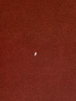 Little Women: The Original Classic Novel Featuring Photos from the Film Harry N. Abrams Alcott, Louisa May