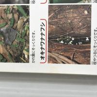 ※イタミ有。昆虫 (学研の図鑑 LIVE ポケット 1)