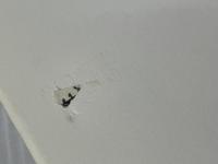 白仏 文藝春秋 辻 仁成※イタミ有