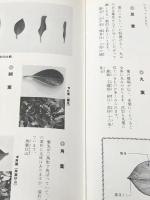 サツキ百科　見方、ふやし方、手入れ、盆栽 西東社 石橋丈夫※カバー無し※イタミ有