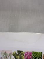 【※イタミ有り】NHK「趣味の園芸ビギナーズ」 はじめて育てる! 多肉植物 サボテン (生活実用シリーズ) NHK出版 野里 元哉