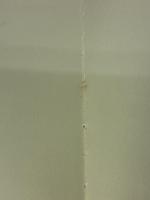 【※イタミ有り】ウメ (NHK趣味の園芸 よくわかる栽培12か月) NHK出版 大坪 孝之