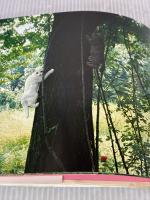 【※イタミ有り】ズッケロとカピートに仔猫が生まれた―写真集 (1978年)