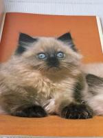 【※イタミ有り】愛するねこたち―岩合光昭写真集 (1978年)