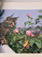 【※イタミ有り】愛するねこたち―岩合光昭写真集 (1978年)