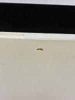 【※イタミ有り】The Orbs-Japan.com 三五館 薄羽 美江