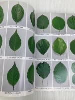 北海道樹木図鑑 新版 亜璃西社