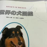 【※書き込み有り】世界の犬図鑑 山と溪谷社 小島 豊治