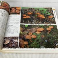 日本のきのこ (山溪カラー名鑑) 山と溪谷社