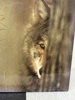 【※イタミ有り】Brother Wolf: A Forgotten Promise Northword Pr Brandenburg, Jim