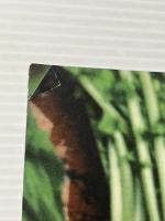 京都おかず菜時記 五感食楽 季節のしたく 京阪神Lマガジン 小平泰子