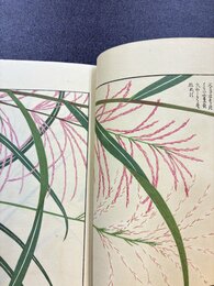 本草図譜　山草部　5　＊手刷木版入