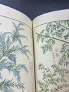 本草図譜　11　湿草部（2）　＊手刷木版入