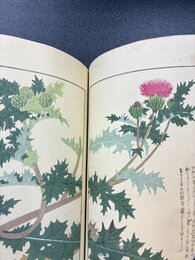本草図譜　12　湿草部（3）　＊手刷木版入