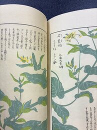 本草図譜　16　湿草部（7）　＊手刷木版入